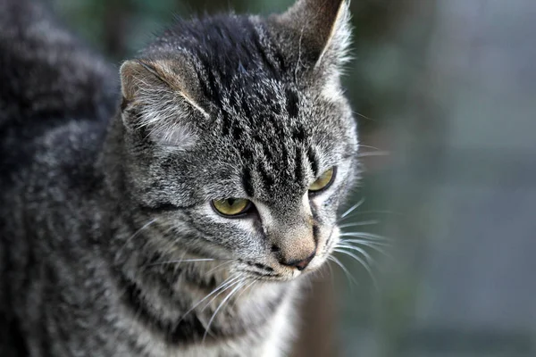 Eine Selektive Fokusaufnahme Einer Entzückenden Pelzigen Katze — Stockfoto