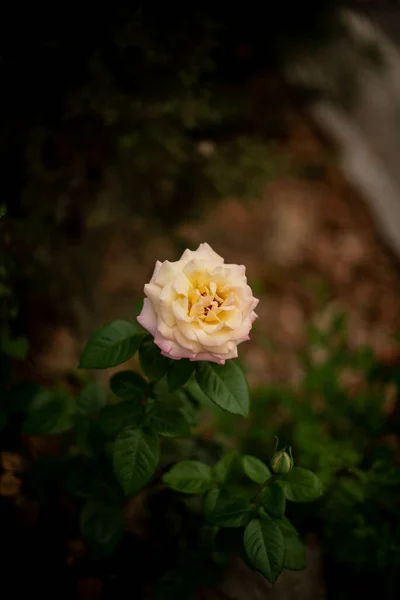 自然の中で一つの白いバラの浅い焦点 — ストック写真