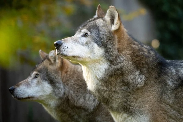 Festői Kilátás Farkasok Egy Állatkertben Homályos Háttérrel — Stock Fotó