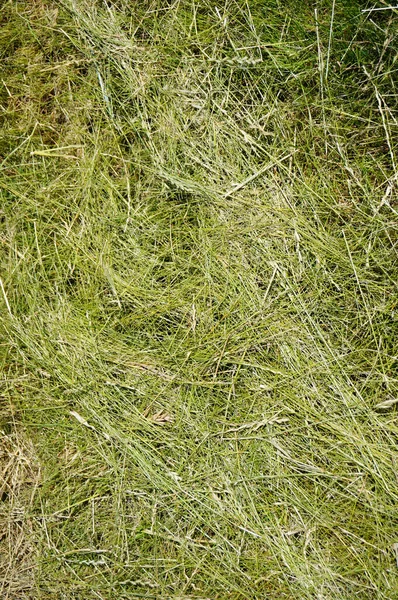 Старый Зеленый Фон Травы — стоковое фото