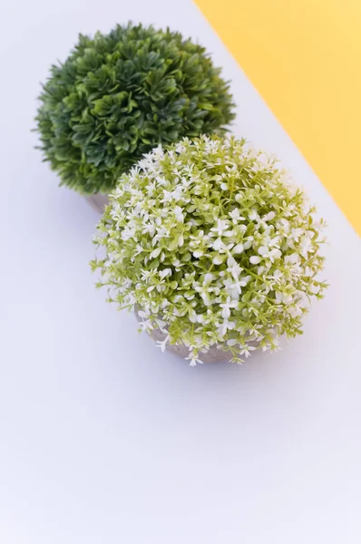 Flowering Plants Terracotta Vase White Flowers White Yellow Background Copy — Φωτογραφία Αρχείου