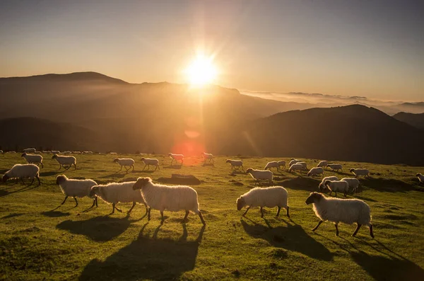 Ovce Pasoucí Venkově Při Západu Slunce — Stock fotografie