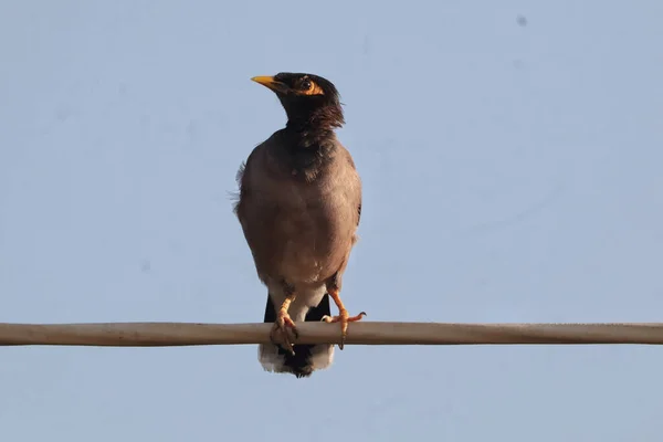 Een Close Shot Van Een Spreeuw Vogel Het Metalen Touw — Stockfoto