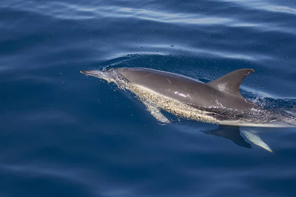 Delfin Som Simmar Vattnet Kantabriska Havet Norra Spanien — Stockfoto