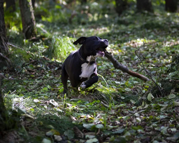 Zdjęcie Psa Szczeniaka Amstaff American Staffordshire — Zdjęcie stockowe