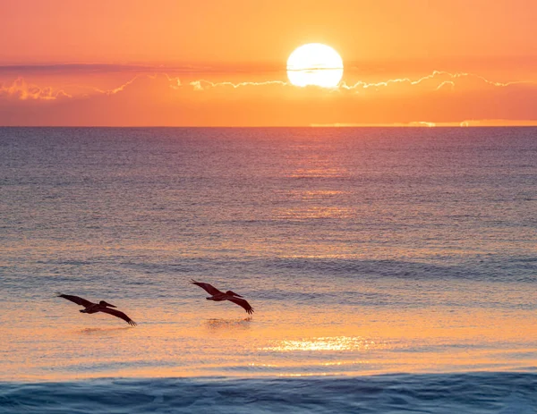Two birds flying synchronously over the ocean with one wing nearly touching water with background of the setting sun reflecting in the ocean