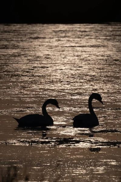 Вертикальный Снимок Двух Лебедей Плавающих Озере — стоковое фото