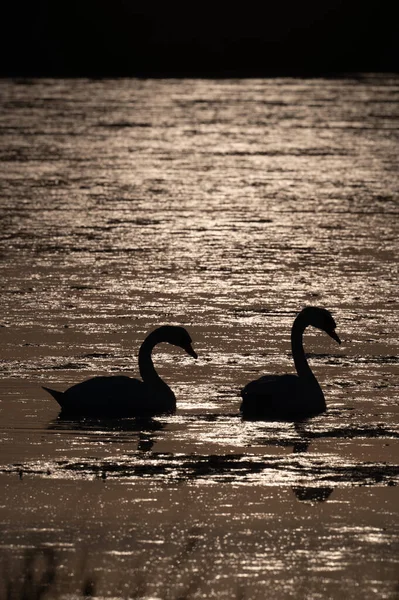 Vertical Shot Two Swans Silhouettes Swimming Lake — Stock Photo, Image