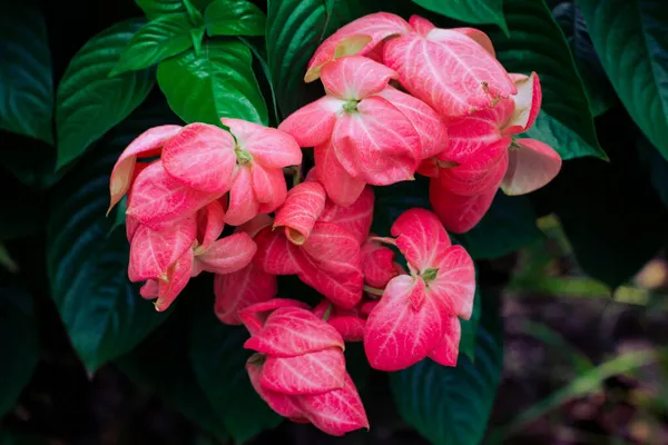Detailní Záběr Kvetoucí Růžové Mussaenda Květiny — Stock fotografie