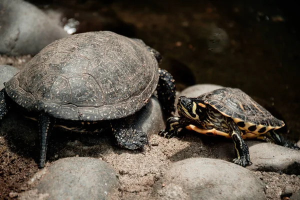 Nahaufnahme Eines Gelbbauchreglers Und Einer Schildkröte Freien Bei Tageslicht — Stockfoto