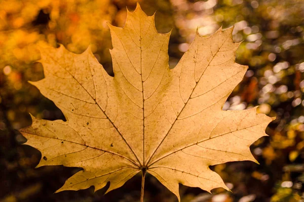 Detailní Záběr Zaschlého Podzimního Listu — Stock fotografie