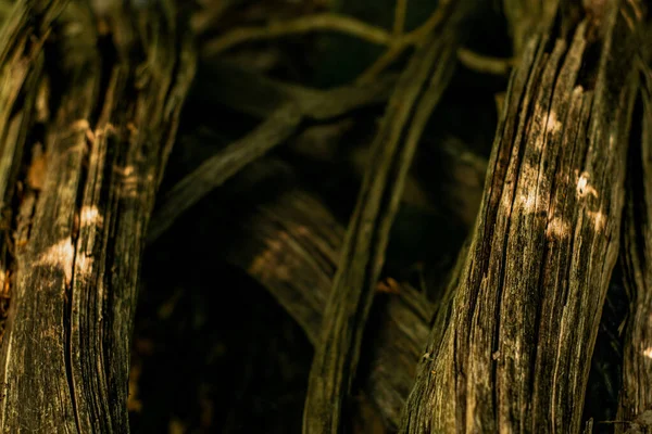 Detailaufnahme Eines Baumes Wald — Stockfoto