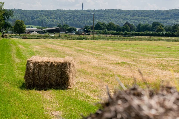 Een Prachtig Uitzicht Voedergewassen Velden — Stockfoto