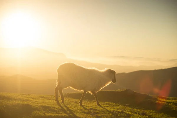 Sheep Grazing Basque Mountains — Stock Photo, Image