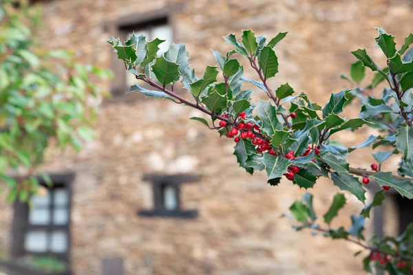 Closeup Holly Branch Berries Green Leaves Background Building — Photo