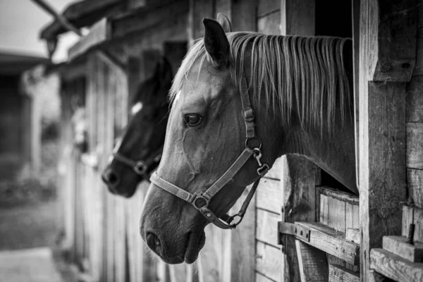 Tiro Foco Seletivo Cavalos Adoráveis Terra Fazenda Preto Branco — Fotografia de Stock