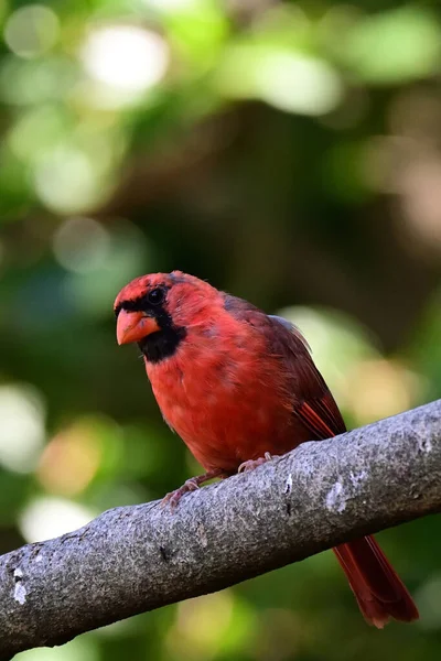 Eine Vertikale Nahaufnahme Eines Nördlichen Kardinalvogels Der Auf Einem Ast — Stockfoto