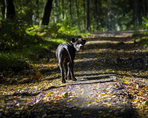 Fotografie Štěňátka Amstaff Dog American Staffordshire — Stock fotografie