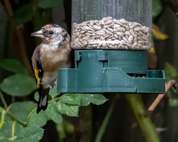Bir Brambling Kuşunun Yakın Plan Çekimi Tohumlu Bir Besleyiciye Tünemiş — Stok fotoğraf