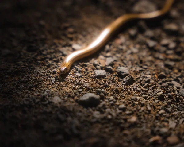 Primer Plano Una Pequeña Serpiente Arrastrándose Por Suelo — Foto de Stock