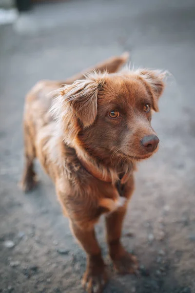 Ένα Κοντινό Πλάνο Ενός Μοναχικού Αδέσποτου Σκύλου Στο Δρόμο — Φωτογραφία Αρχείου
