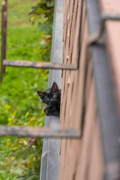 Vertical Shot Black Dirty Kitten Scared Face Staring Camera — Stock Photo, Image