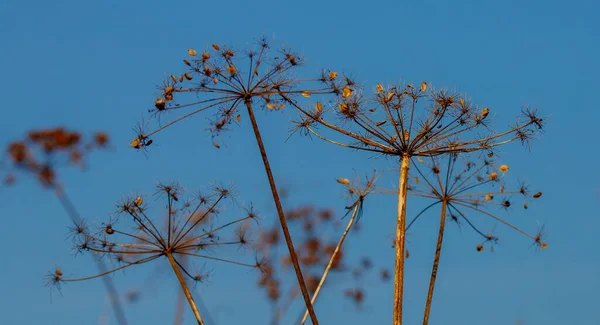 Las Hermosas Malezas Contra Cielo Azul — Foto de Stock