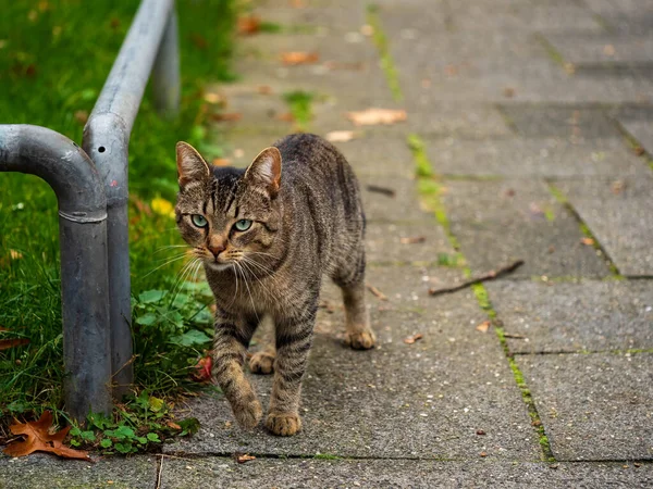 Närbild Grönögd Katt Trottoar — Stockfoto