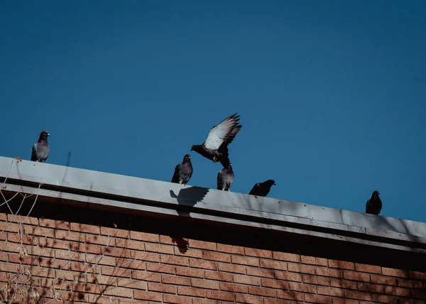 Pigeons Assis Sur Rebord Brique Bui — Photo