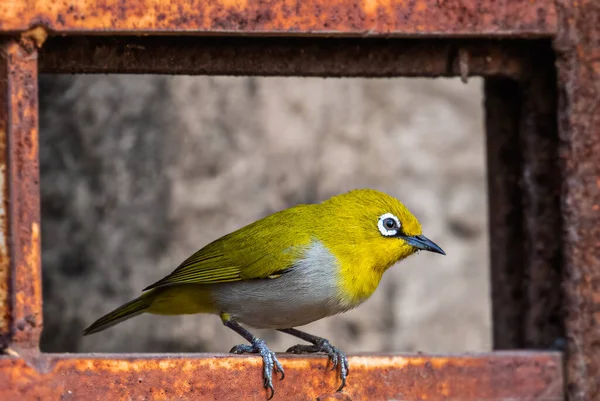 Primer Plano Pájaro Oriental Color Blanco Brillante Sentado Una Ventana — Foto de Stock