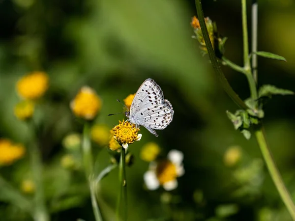 Zbliżenie Bladej Trawy Niebieski Motyl Żółtym Kwiecie Pod Sunlight — Zdjęcie stockowe