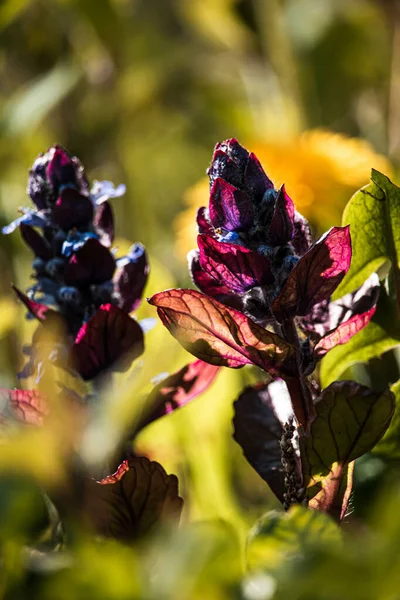 Een Verticaal Shot Van Paarse Bloemen Bloeien Tuin — Stockfoto