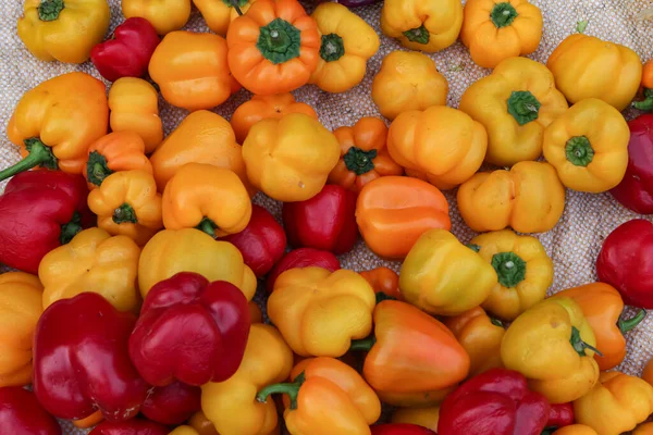 Ένας Σωρός Από Πολύχρωμες Πιπεριές Στην Ινδική Αγορά Τροφίμων — Φωτογραφία Αρχείου