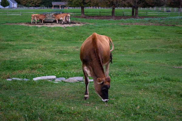 Las Vacas Lecheras Pastando Hierba Campo Granja —  Fotos de Stock