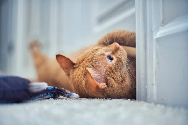 Gros Plan Mignon Chat Tabby Orange Couché Sur Sol — Photo