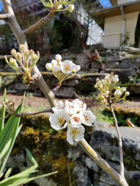 꽃피는 사과나무의 꽃봉오리 — 스톡 사진
