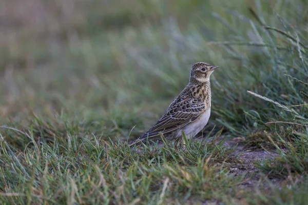 Scenic View Eurasian Skylark Standing Grass —  Fotos de Stock