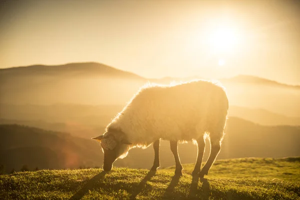 Овцы Пасутся Баскских Горах — стоковое фото