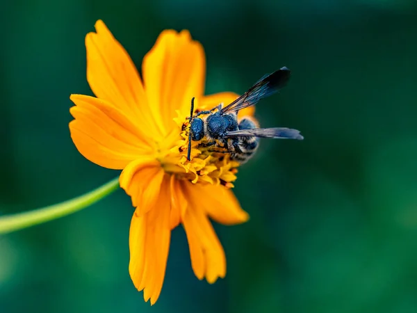 Closeup Scoliid Wasp Yellow Garden Cosmos Flower Field — Fotografia de Stock