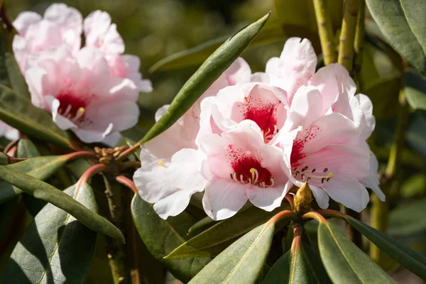 Close Shot White Rhododendron Flower Nature — Stock Photo, Image