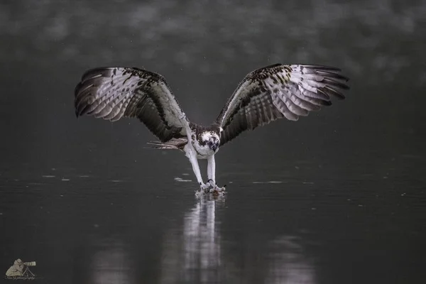 Krásný Záběr Osprey Pohybu Během Dne — Stock fotografie