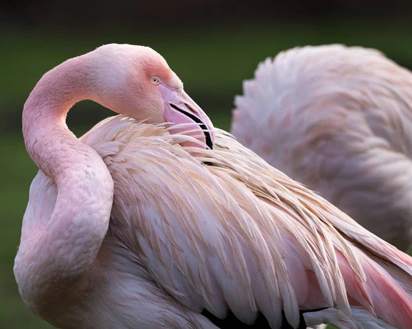 Closeup Shot Pink Flamingo Blurred Background — Stock Photo, Image