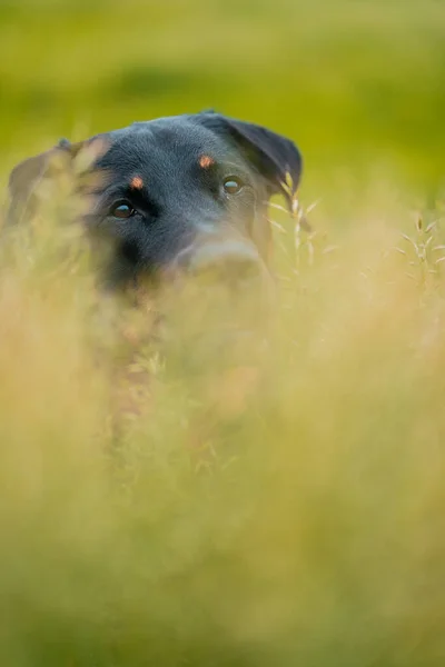 草の上に隠れている黒い犬の選択的焦点ショット — ストック写真