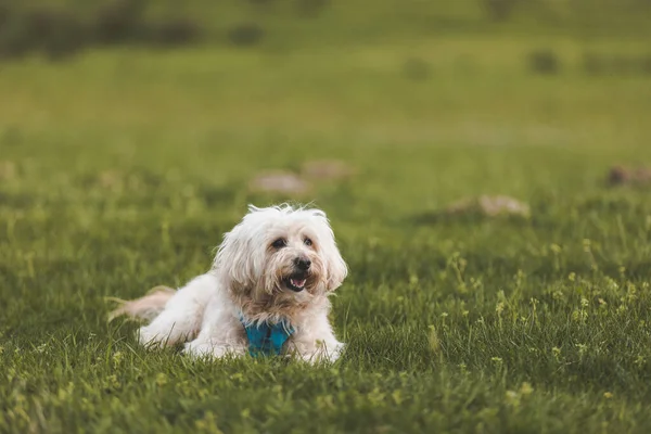 Eine Selektive Fokusaufnahme Eines Entzückenden Weißen Kubanischen Hundes Einem Park — Stockfoto