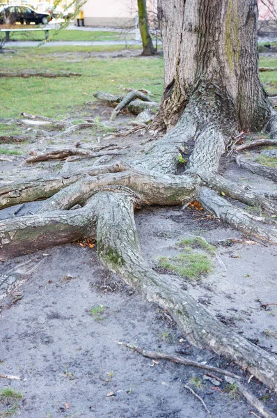 Detailní Záběr Velké Kořeny Stromu Parku — Stock fotografie