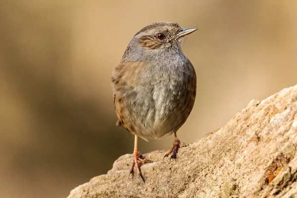 Een Prachtige Opname Van Een Vogel Een Bos Overdag — Stockfoto