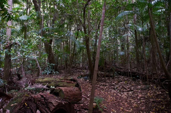 Bel Colpo Una Foresta Durante Giorno — Foto Stock