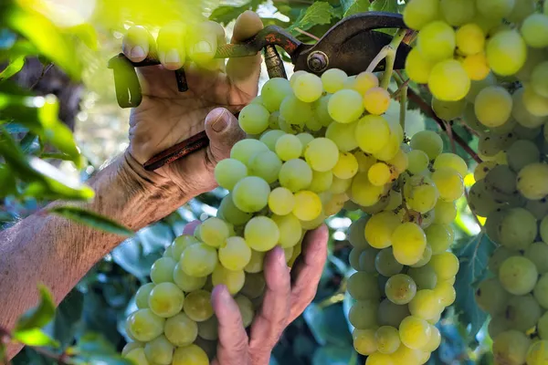 Zbliżenie Męskich Rąk Przycinających Winogrona Pęczkami Dojrzałych Zielonych Winogron — Zdjęcie stockowe