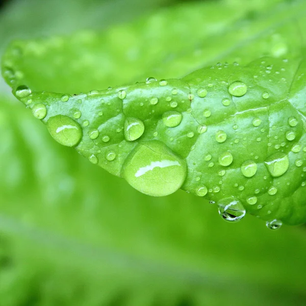 树叶上的水滴特写镜头 — 图库照片