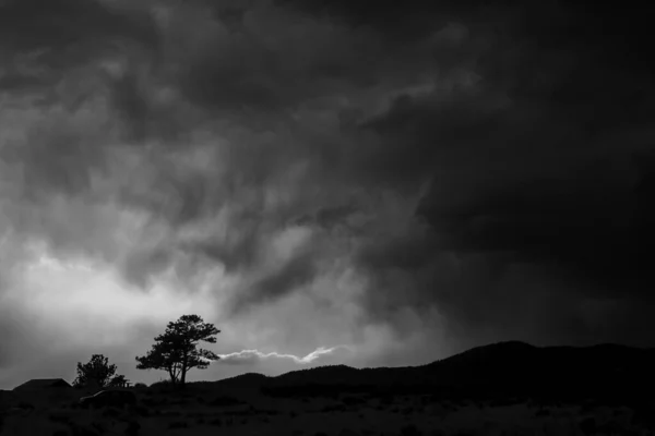 Живописный Вид Деревья Фоне Облачного Неба — стоковое фото